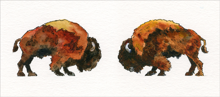 Suzie Garner's Watercolor of two bison