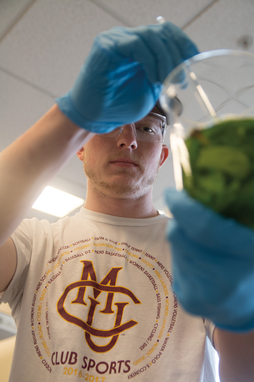 Student in research lab performing extraction from leaves