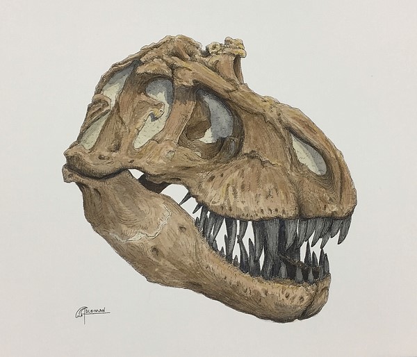 Illustration of a Tyrannosaurus rex skull.