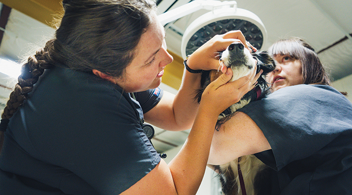 Hands-on internships provide much of the training for students of WCCC’s Veterinary Technology program