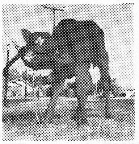 Mesa's calf mascot from the March 5, 1958 edition of The Criterion