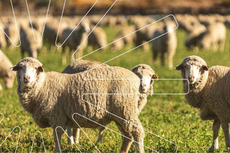 The Economics of Agriculture in Western Colorado