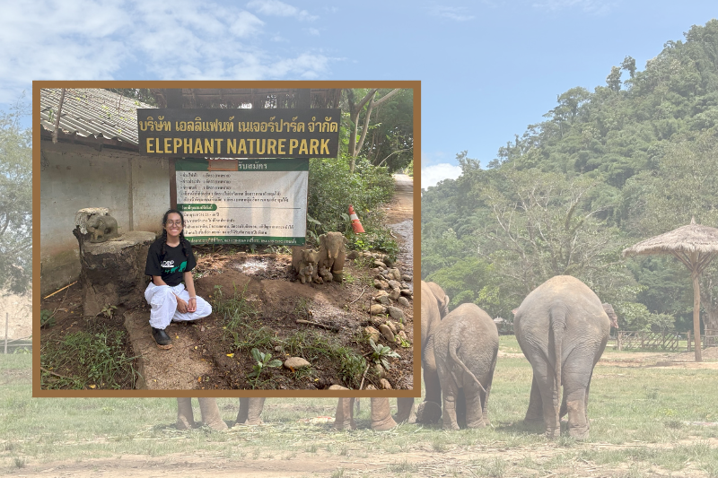 Paws, Tusks and Passion: CMU Graduate’s Veterinary Adventure in Thailand 