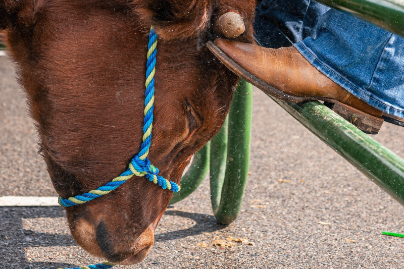 A Year of Firsts: The Debut of Rowdy II as CMU’s Maverick
