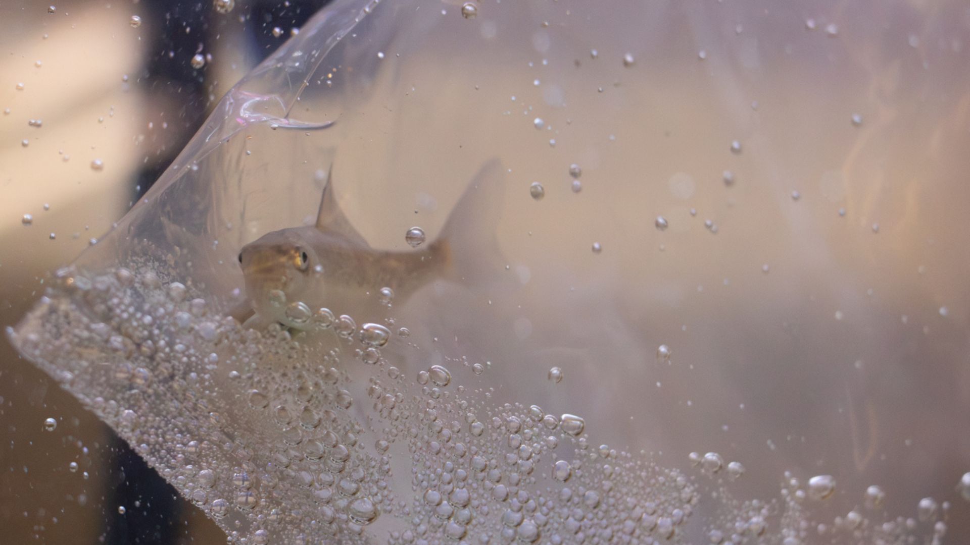 Peeking Out Of The Bubbles!